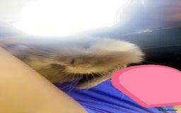 Mini Lop rabbits for sale: Pedigree mini lop - Advert 1