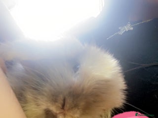 Mini Lop rabbits for sale: Pedigree mini lop - Advert 1