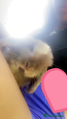 Mini Lop rabbits Pedigree mini lop - Advert 1