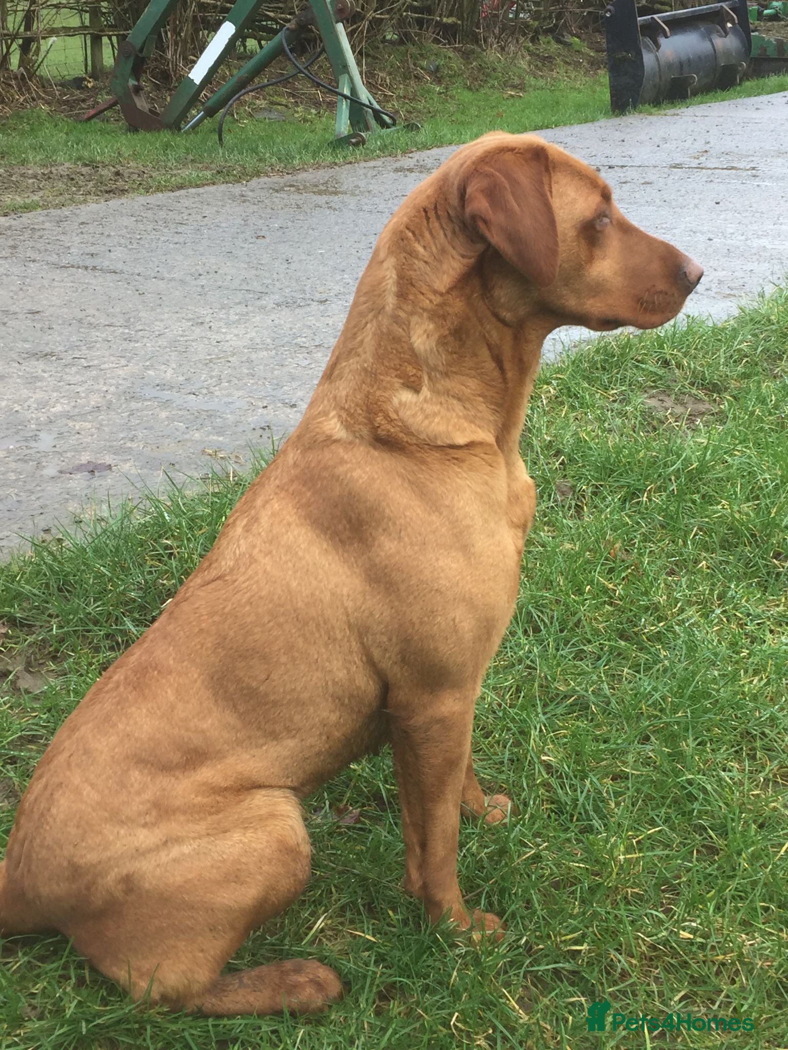 Labrador Retriever dogs Pondizfields Male Fox Red Labrador pups - Advert 2