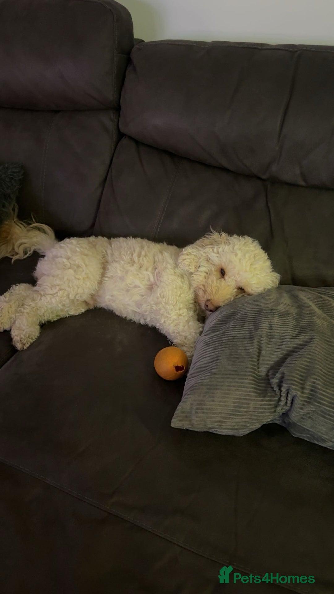 Mixed Breed dogs for sale: Ace is looking for his forever home! - Advert 2