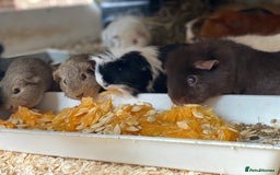 Guinea Pig rodents for sale: dalmation retired breeding sows available - Image 1