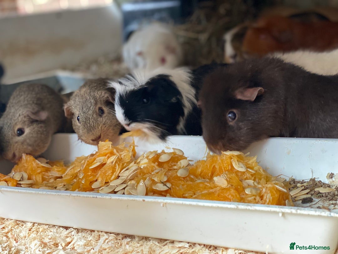 Guinea Pig rodents for sale: dalmation retired breeding sows available - Image 1