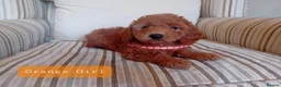 Mini Goldendoodle dogs for sale: Stunning Goldendoodle Puppies - Advert 9