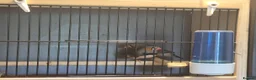 Finches birds for sale: 2 male WILDTYPE Zebra Finches - Advert 2