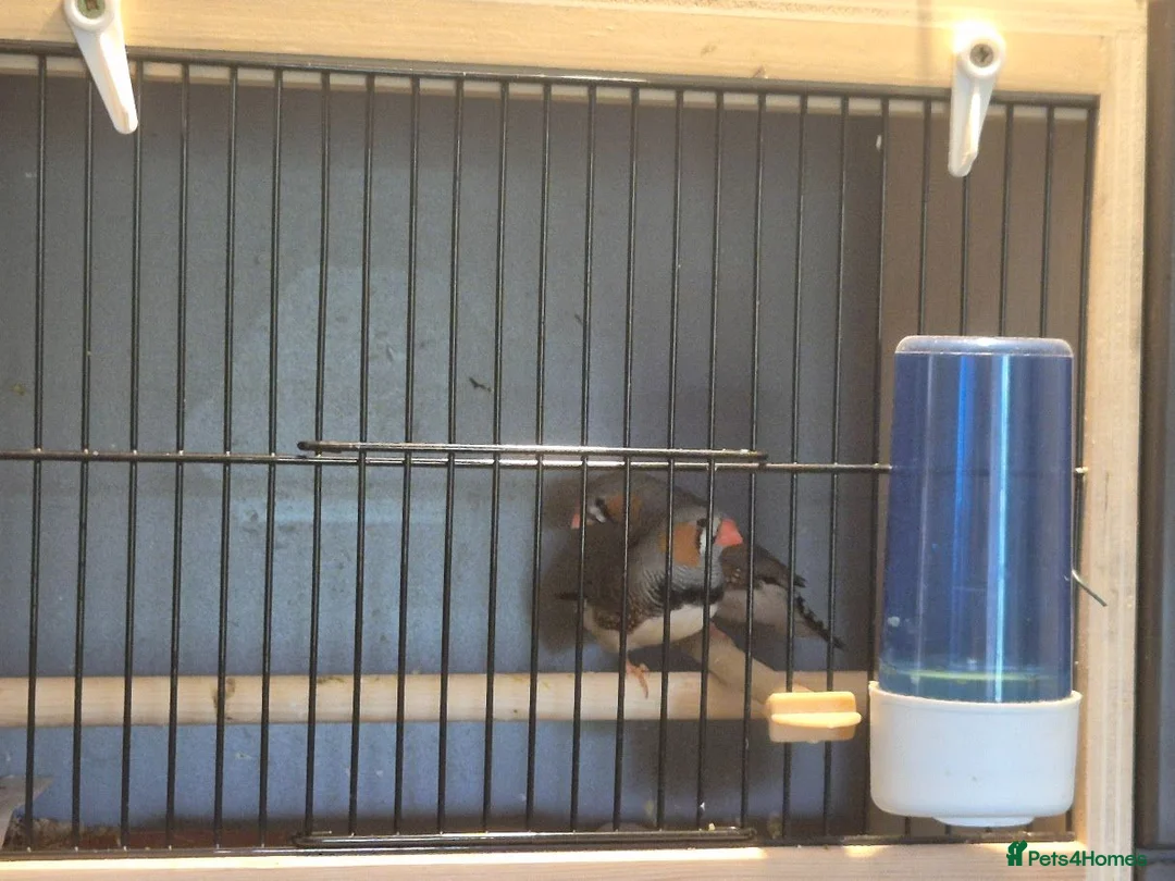 Finches birds for sale: 2 male WILDTYPE Zebra Finches - Advert 2