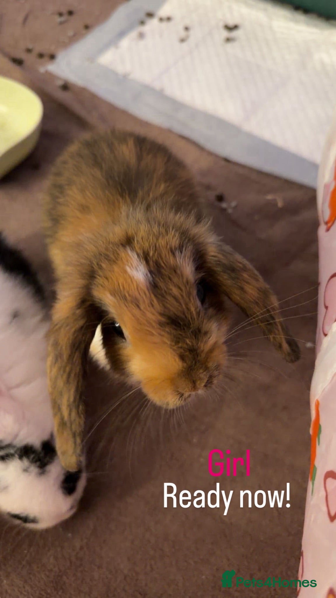 Mini Lop rabbits beautiful girl mini lop rdy now! Babies available  - Advert 11