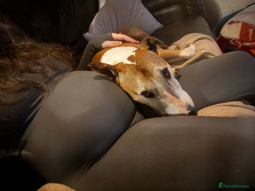 English Bull Terrier dogs for sale: Free English Bull terrier looking for a new home - Image 1