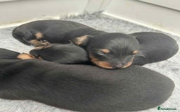 Miniature Dachshund dogs for sale: Miniature dachshund girl - Image 4