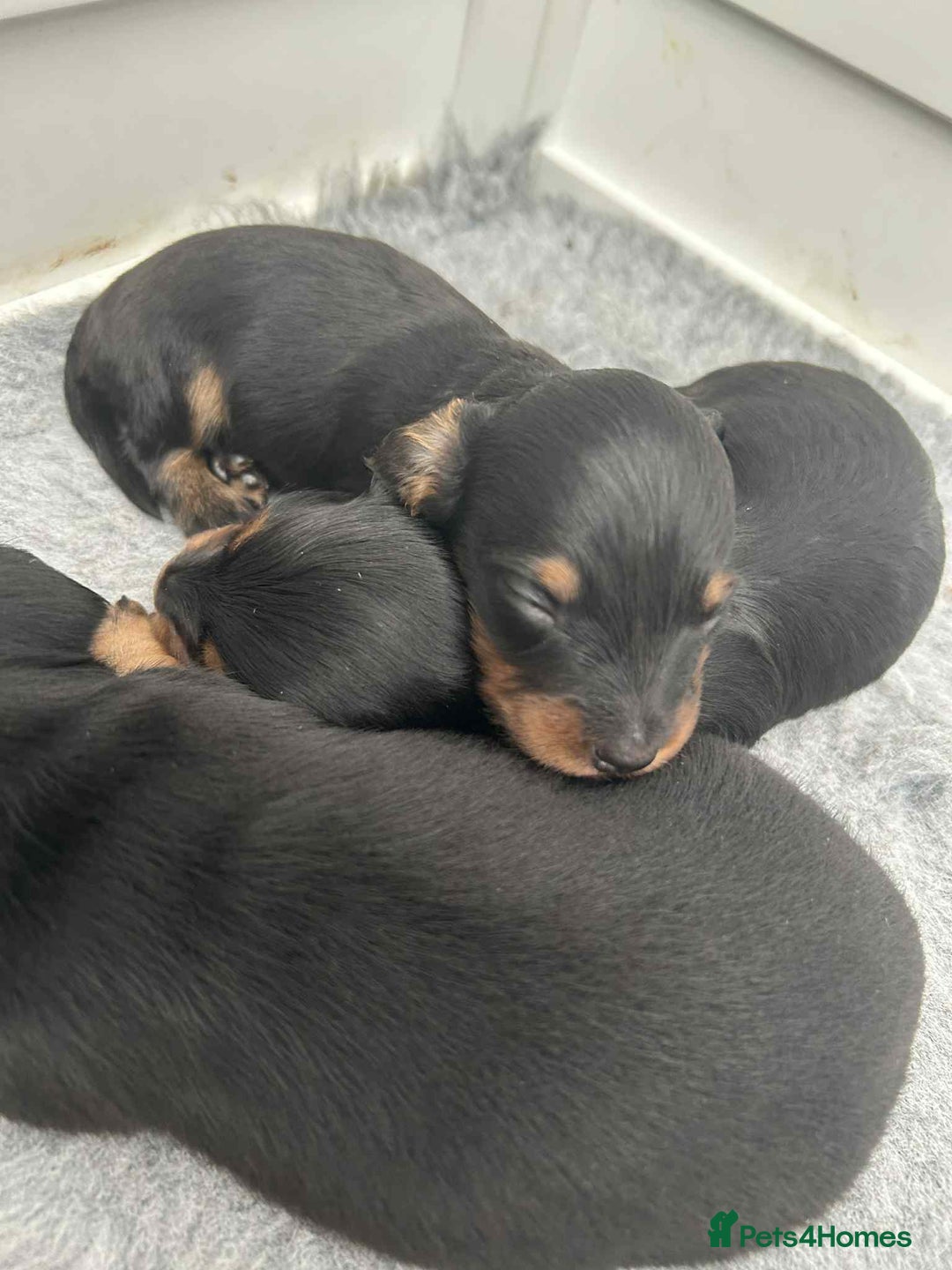 Miniature Dachshund dogs for sale: Miniature dachshund girl - Image 4
