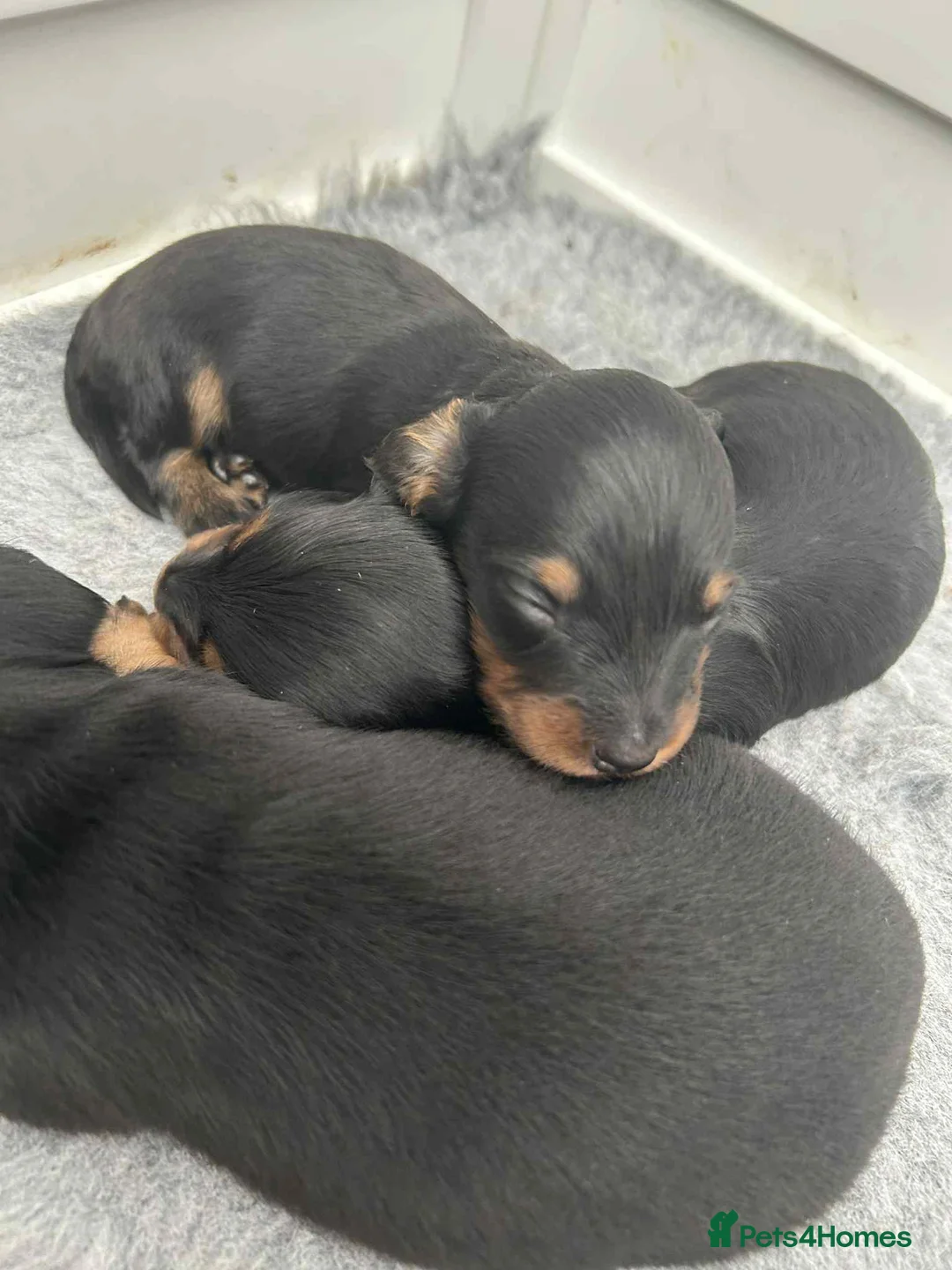 Miniature Dachshund dogs for sale: Miniature dachshund girl - Advert 4