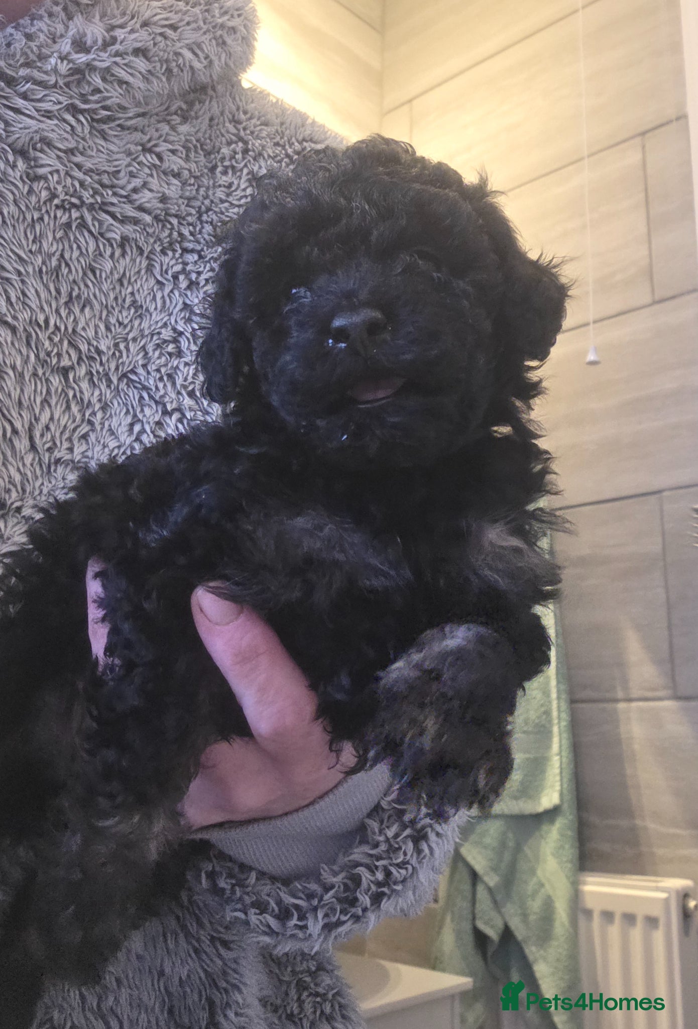 Toy Poodle dogs Gorgeous Toy poodle puppies  - Advert 1