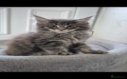 Maine Coon cats for sale: Maine coon kittens  - Image 2