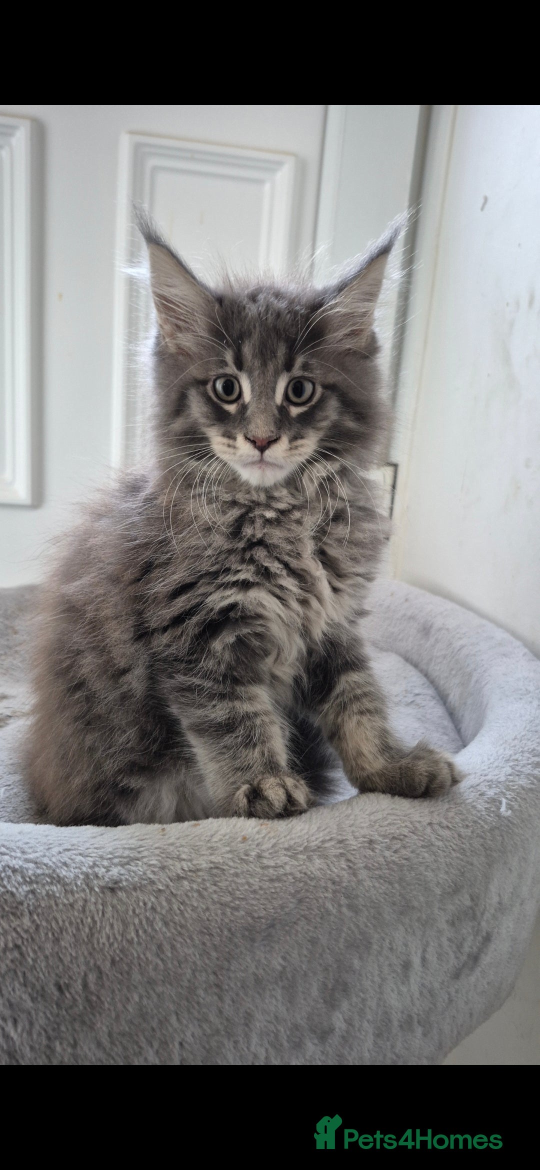 Maine Coon cats for sale: Maine coon kittens  - Image 2