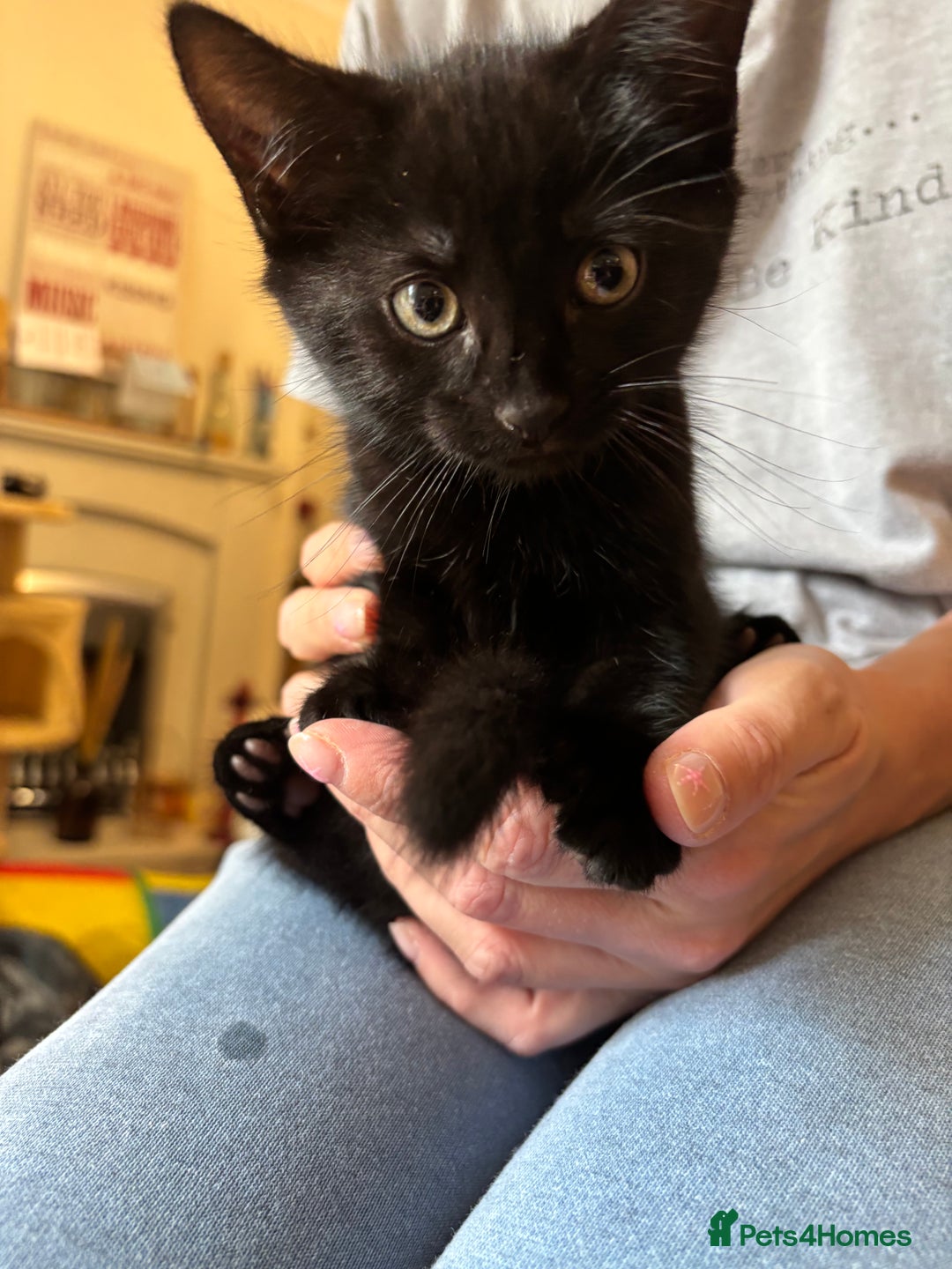 Mixed Breed cats for sale: Mixed breed 10 week old male kitten  - Image 3