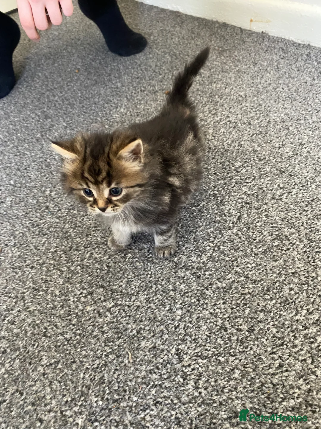 American Shorthair cats for sale: Kittens Wigan in Wigan - Advert 1