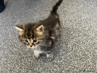 American Shorthair cats Kittens Wigan - Advert 2