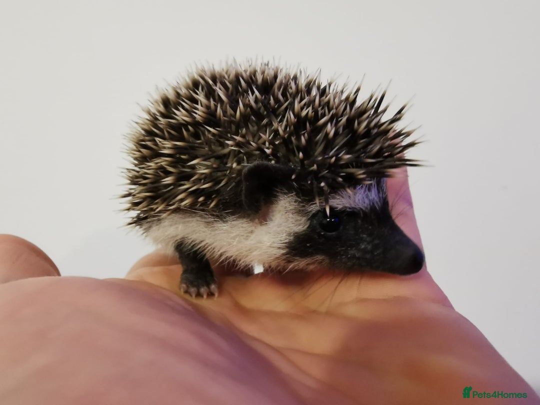 Pygmy Hedgehog rodents for sale: Male and a female african pygmy hedgehog  - Image 7