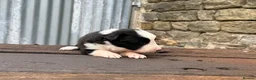 Border Collie dogs for sale: Fully health tested collie pups  - Advert 7