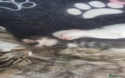 Mixed Breed cats for sale: Beautiful kittens 3 girls 1 boy  - Image 28