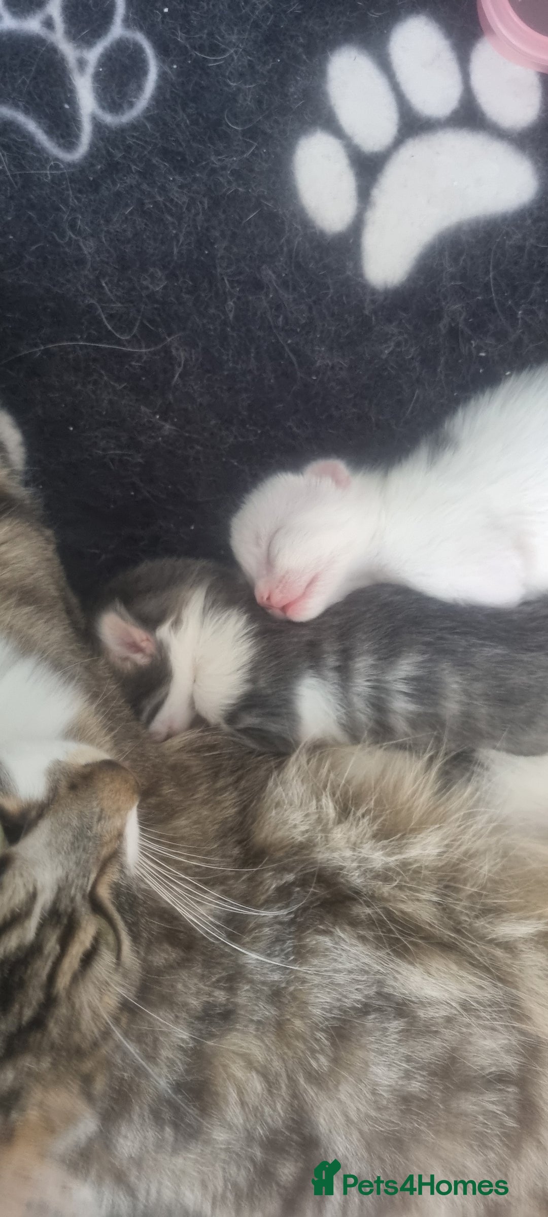 Mixed Breed cats for sale: Beautiful kittens 3 girls 1 boy  - Image 28