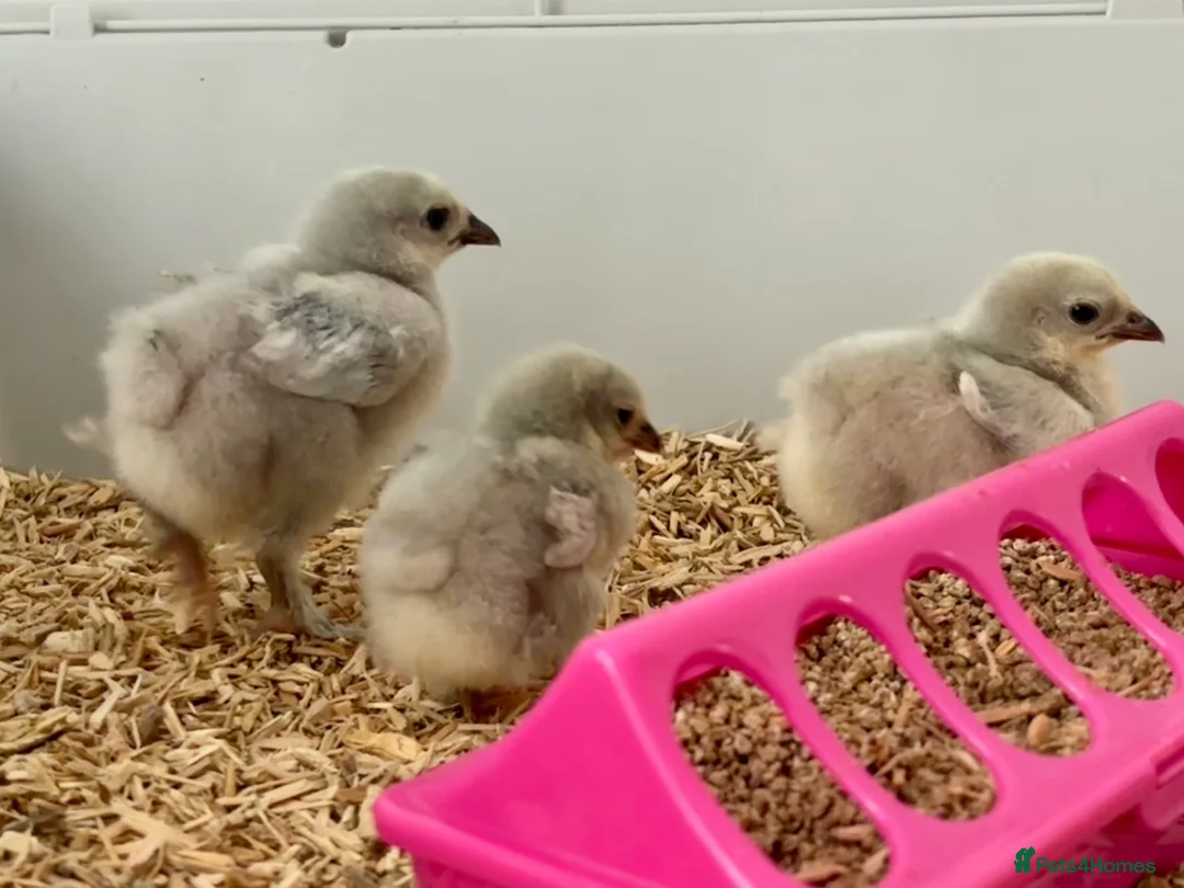 Chickens poultry for sale: 3 Unsexed Lavender Pekin Bantam Chicks - Free - Advert 7