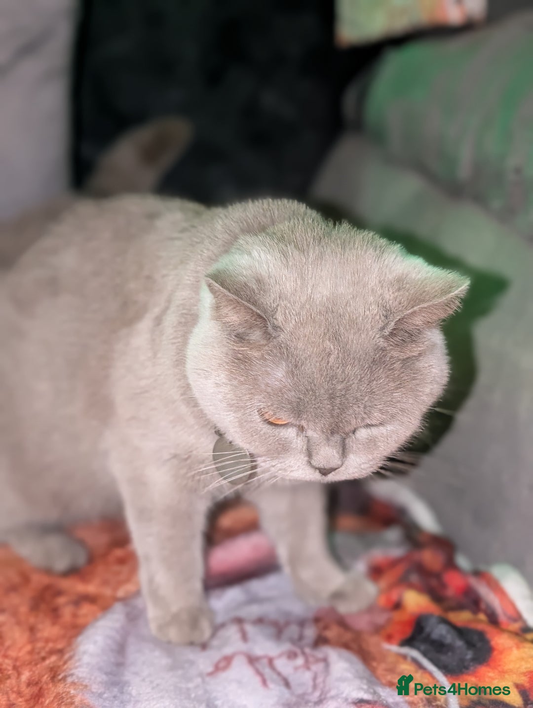 British Shorthair cats for sale: British shorthair cat - Image 8