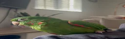 Conures birds for sale: 2 year old female conure  - Advert 1