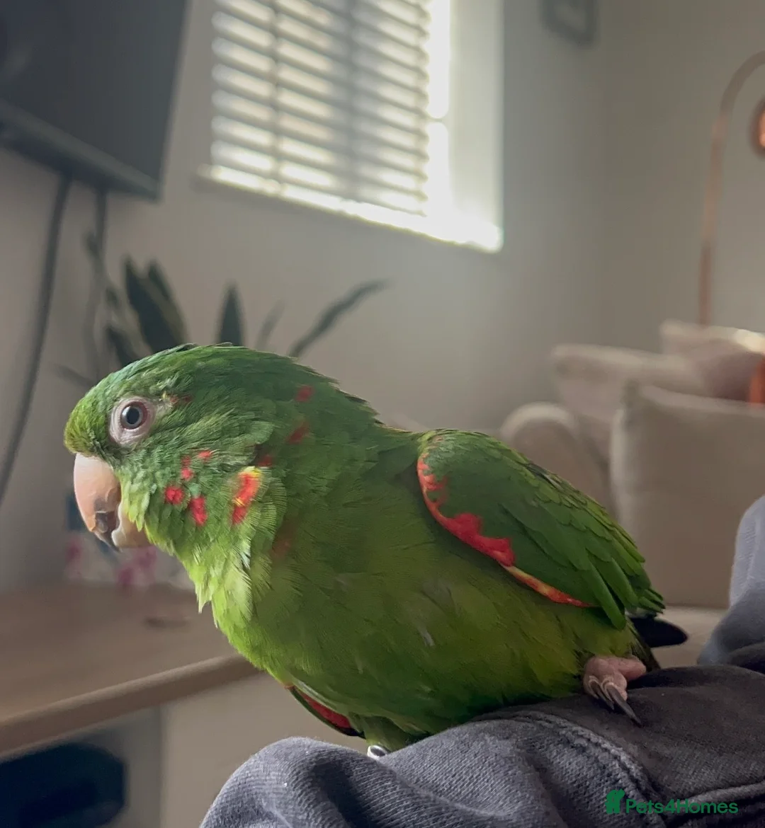 Conures birds for sale: 2 year old female conure  - Advert 1