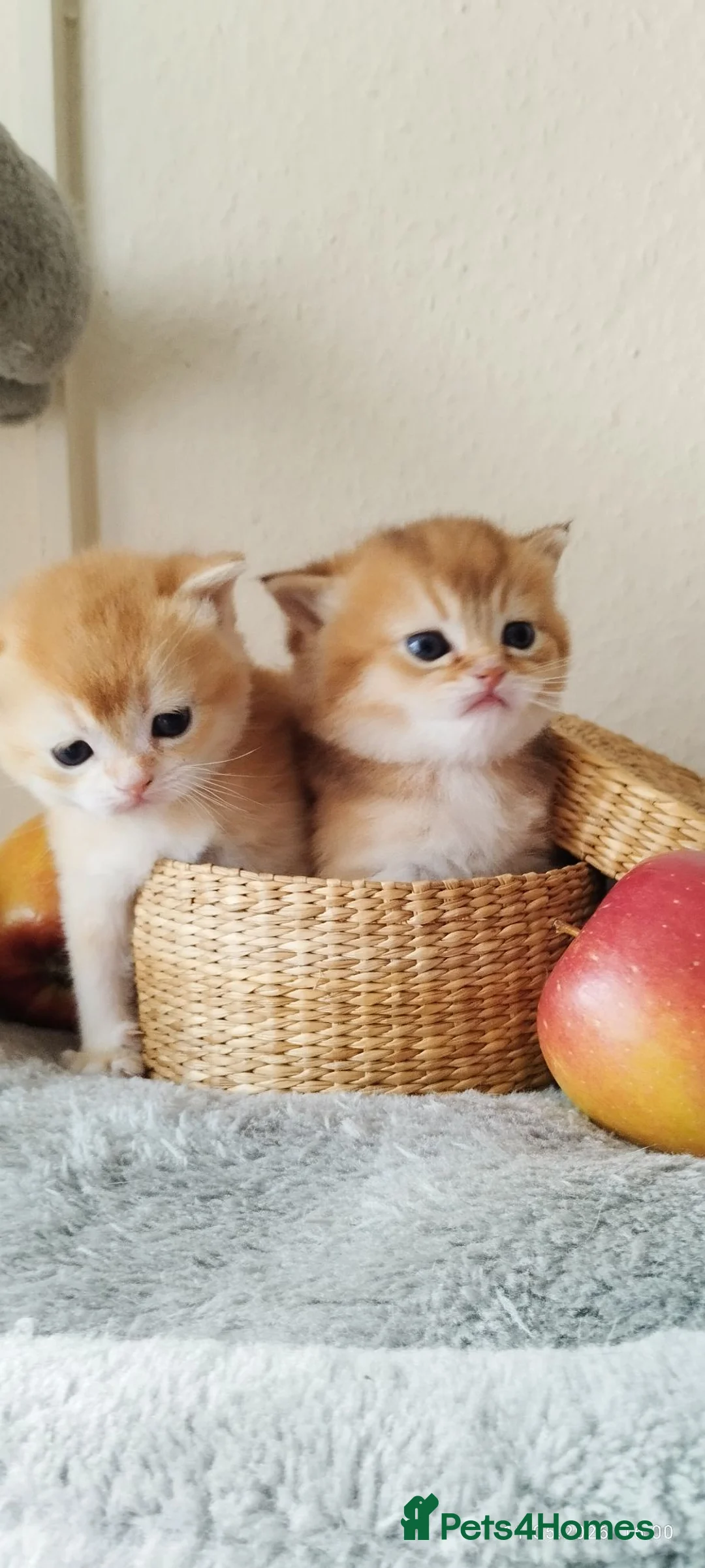 British Shorthair cats for sale: Outstanding Golden British Shorthair Typе ReadyNow - Advert 1