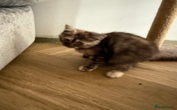 British Shorthair cats for sale: BSH x BLH Fold stunning kittens rainbow Litter - Image 9