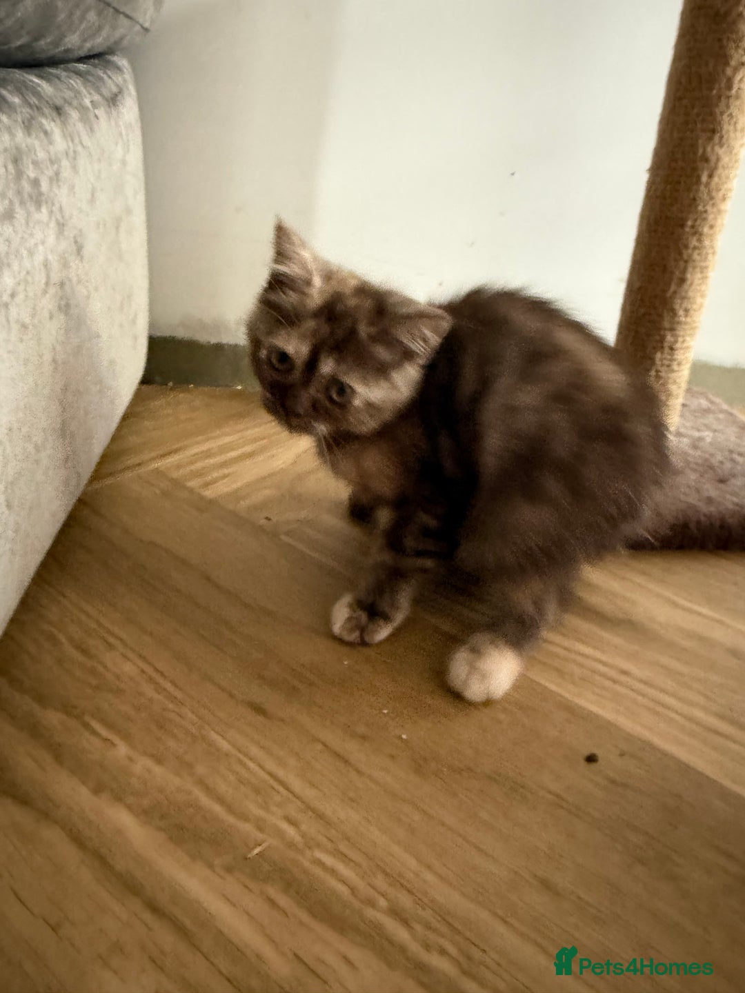 British Shorthair cats for sale: BSH x BLH Fold stunning kittens rainbow Litter - Image 9