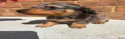 Miniature Dachshund dogs for sale: Champion bloodline miniature long haired dachshund - Advert 24