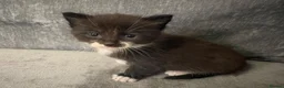 Mixed Breed cats for sale: Beautiful Kittens For Sale - Advert 14