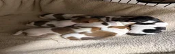 Jack Russell dogs for sale: Lovely family Jack Russell puppies - Advert 2