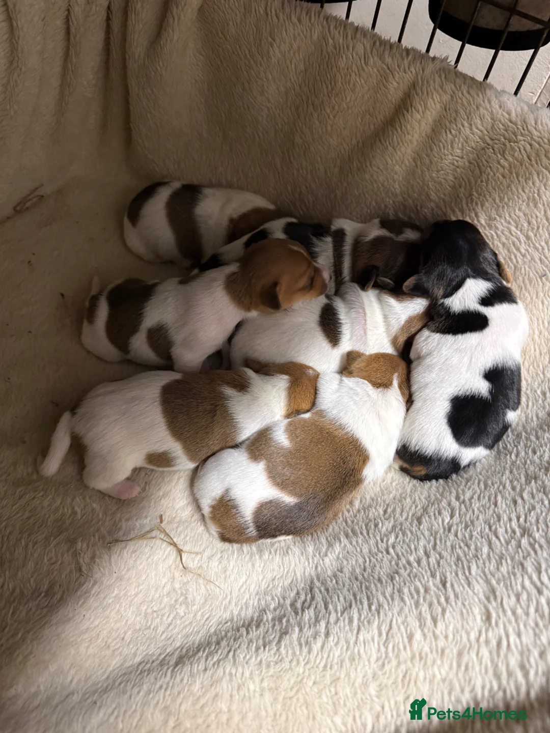 Jack Russell dogs for sale: Lovely family Jack Russell puppies - Advert 2