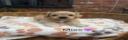 Maltipoo dogs for sale: Outstanding Maltipoo F1 puppies in Whitchurch - Advert 4