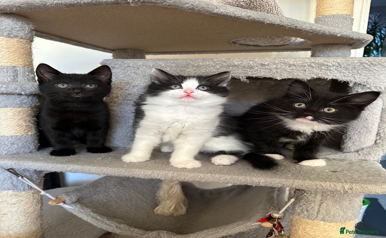 Mixed Breed cats - Advert 10