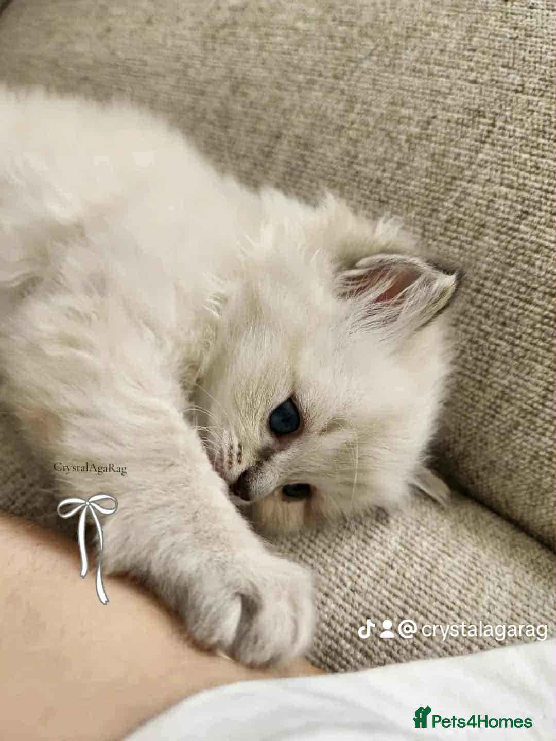 Ragdoll cats for sale: 🐾🌸GCCF Adorable purebred Ragdoll Kittens🌸🐾 - Image 6