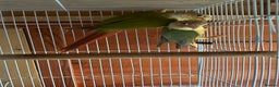 Conures birds for sale: Conures young pair  - Advert 4