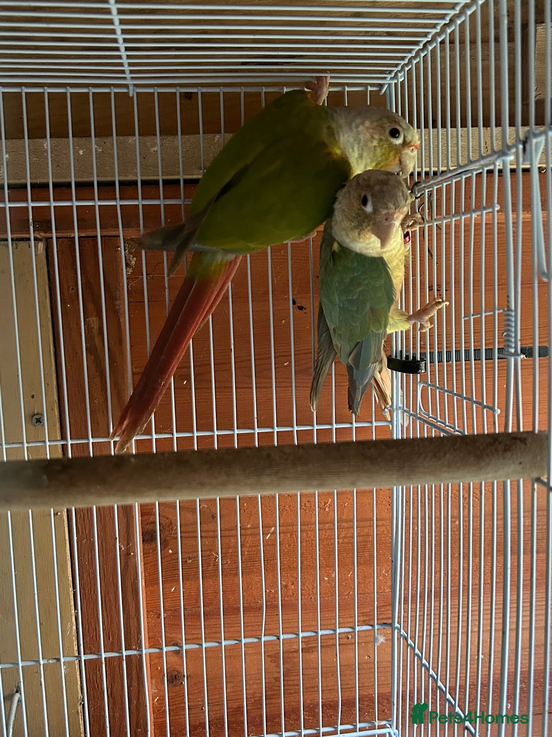 Conures birds for sale: Conures young pair  - Advert 4