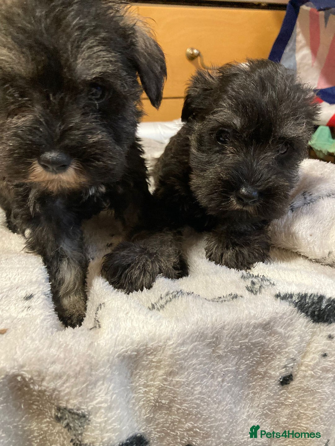 Miniature Schnauzer dogs for sale: MINITURE SCHNAUZER PUPS MIDDLESBROUGH  - Advert 3