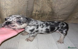 French Bulldog dogs for sale: READY TO LEAVE TODAY French bulldogs - Image 6