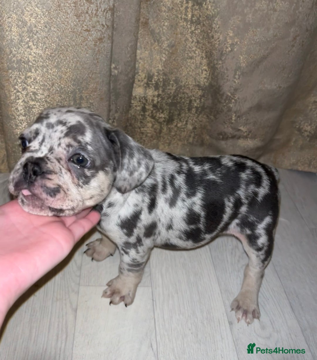French Bulldog dogs for sale: READY TO LEAVE TODAY French bulldogs - Image 6