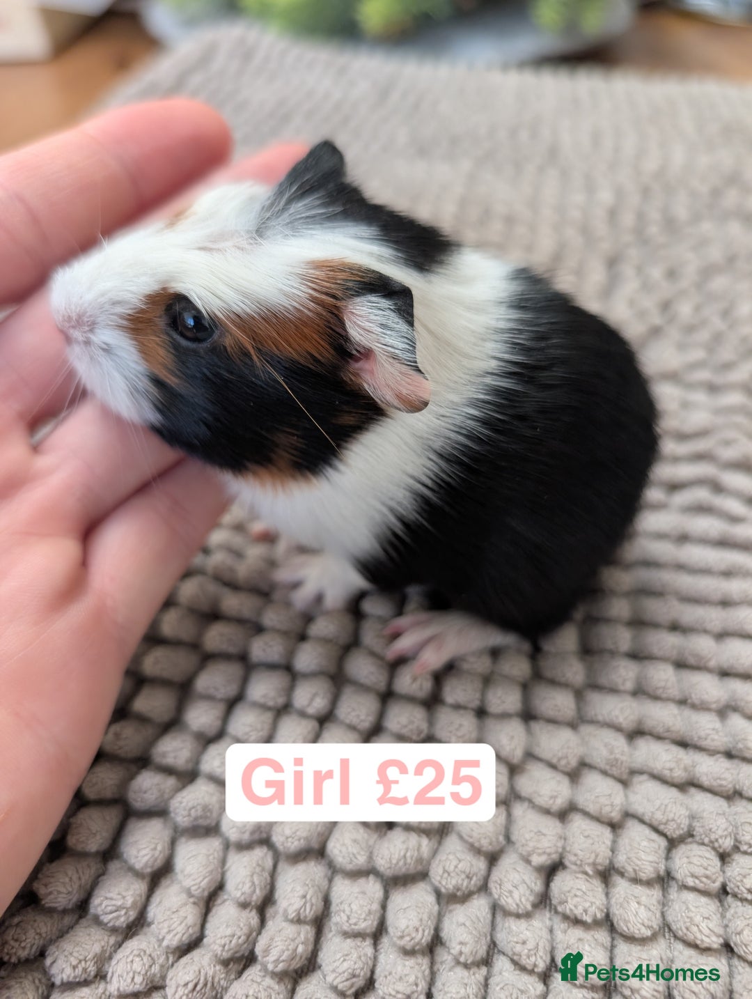 Guinea Pig rodents for sale: Baby guinea pigs girls and boys   - Advert 6