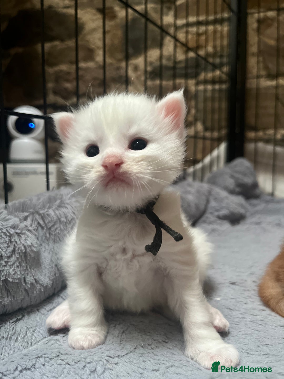 Maine Coon cats for sale: Stunning TICA registered Maine coon kittens  - Image 7
