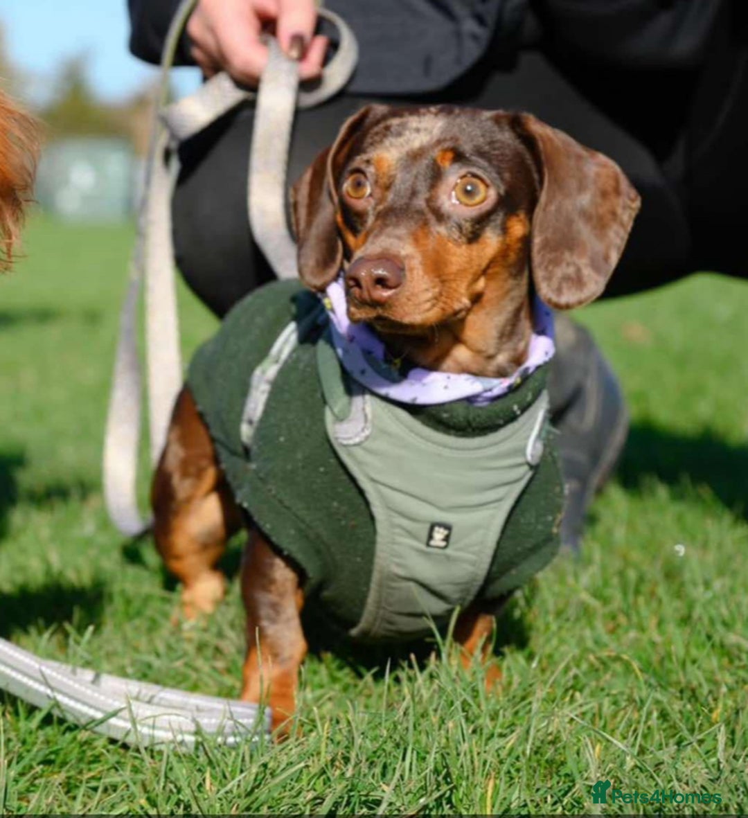 Dachshund dogs for sale: Miniature Chocolate Dapple Dachshund Bitch  - Image 2
