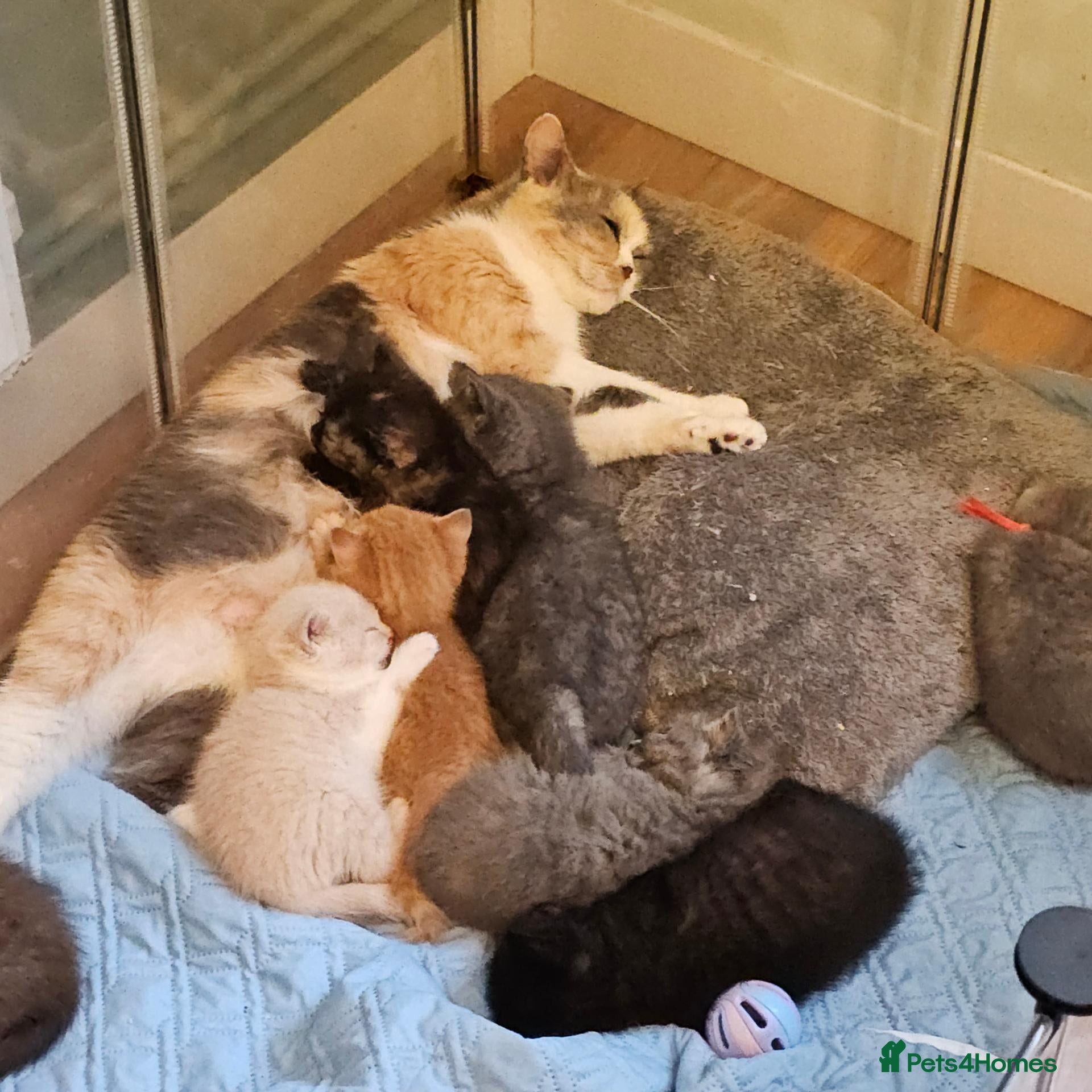 British Shorthair cats Beautiful GCCF kittens. - Advert 4