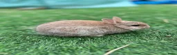 Netherland Dwarf rabbits for sale: Baby pure Netherlands Dwarf x 5 in Cheadle - Advert 4