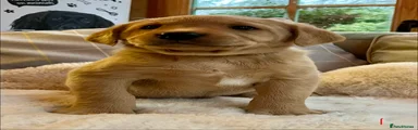 Labrador Retriever Puppy 1